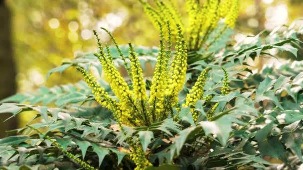 Желтые Осенние Цветы Кустарника Махония Японская Крупным Планом — стоковое видео