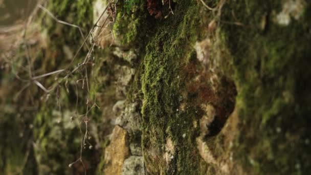 Άγρια Πέτρα Καλύπτονται Πράσινα Βρύα Close — Αρχείο Βίντεο