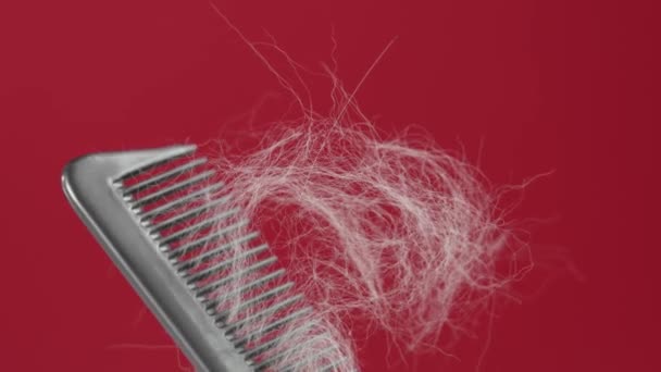 赤い背景にグレーの髪の房で櫛を入れます 脱毛症の危険概念 — ストック動画