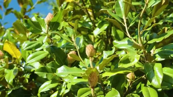 Botões Flor Galho Árvore Com Folhas Suculentas Verdes Dia Ensolarado — Vídeo de Stock