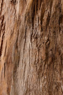 Bir orman ağacının gövdesi soyuluyor.