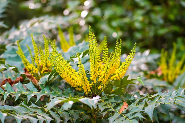 Planta Con Flores Color Amarillo Brillante Cerca Mahonia Japonica — Foto de Stock