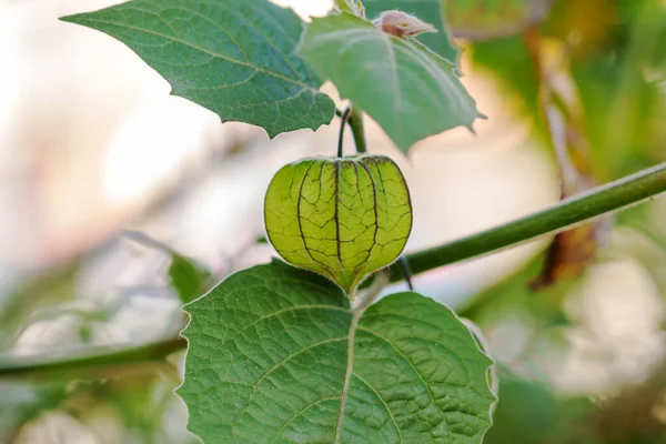 庭のPhysalis Minimaの枝に緑色のブドウ果実があります 成長しているピグミー グランドチェリー 野生のケープグーズベリー ソラマメ科 — ストック写真