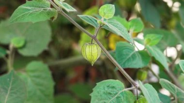 Bahçedeki Physalis minima dalında yeşil damarlı meyve. Yabani Bektaşi Burnu (pigme Groundcherry) yetiştiriyorum. Solanaceae ailesi
