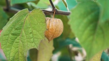 Bahçedeki Physalis minima dalında yeşil damarlı meyve. Yabani Bektaşi Burnu (pigme Groundcherry) yetiştiriyorum. Solanaceae ailesi