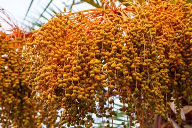 Meyve tomurcukları palmiye ağaçları (Phoenix Dactylifera) 