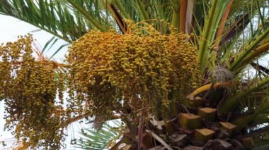 Anka Dactylifera palmiyesindeki tarihler