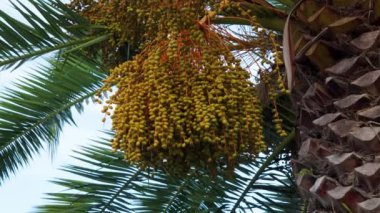 Meyve tomurcukları palmiye ağaçları (Phoenix Dactylifera)