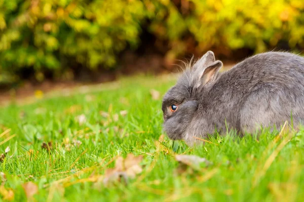 Серый Кролик Ест Зеленую Траву Природе Крупным Планом — стоковое фото
