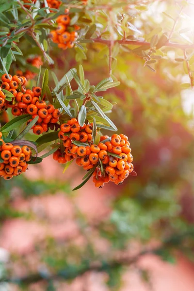 Orange Berry Dari Pyracantha Coccinea Firethorn Dari Keluarga Rosaceae Kebun — Stok Foto