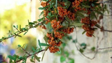 Sonbahar bahçesindeki Rosaceae ailesinden Pyracantha coccinea 'nın (ateş dikenli) portakal meyveleri