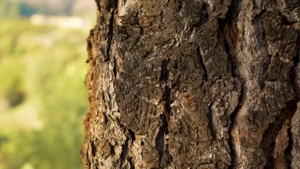 Natürliches Muster Alter Baumrinde Wald Verwitterter Rumpf Freien Nahaufnahme — Stockvideo