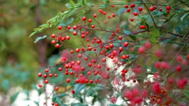 Červené Podzimní Zralé Bobule Větvi Okrasného Keře Zahradě Zblízka — Stock video