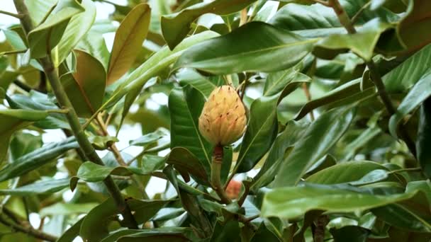 Magnolienbaum Kegelförmige Früchte Üppigem Laub Herbst Nahaufnahme — Stockvideo