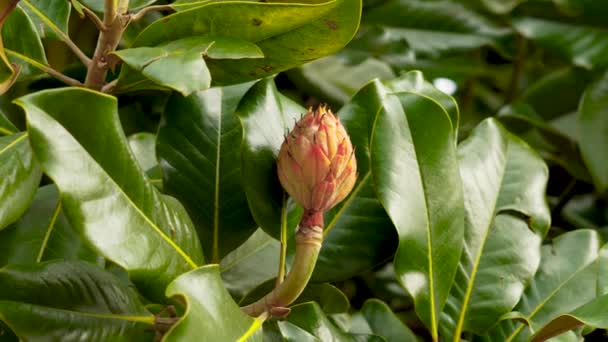 Crescendo Magnolia Árvore Fruta Com Suculentas Folhas Verdes Exuberantes — Vídeo de Stock