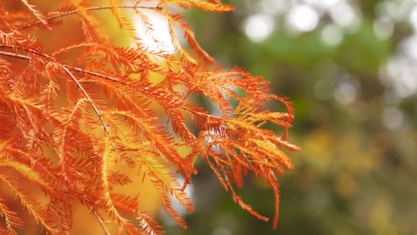 Колір Осіннього Листя Лисого Кипарису Яскраво Жовте Оранжеве Осіннє Листя — стокове відео