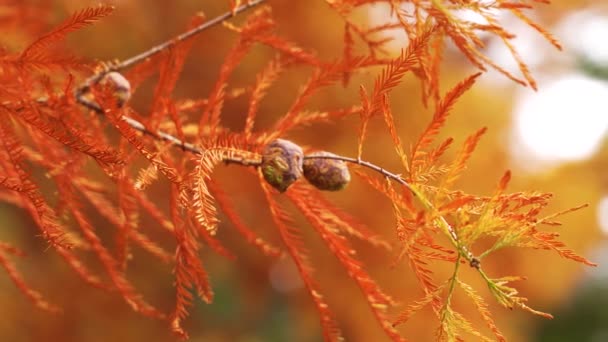 円錐形のハゲヒノキの秋の葉色 明るい黄色とオレンジの秋の葉 タクソジウム ディスティチウムの木 クプレサセア科 — ストック動画