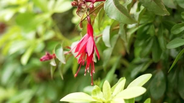 Blooming Colourful Red Fuchsia Flowers Nature Close — Stock Video