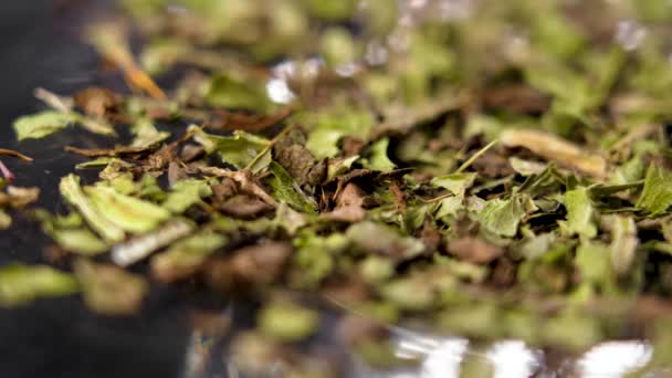 漢方薬の成分 乾燥ミルクアザミの葉 マクロ — ストック動画