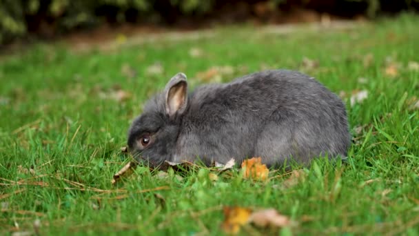 Серый Кролик Ест Зеленую Траву Природе Крупным Планом — стоковое видео