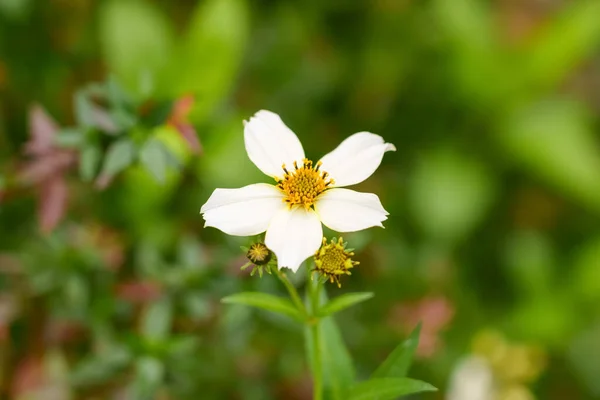 stock image Pretty white cosmos flower with yellow pollen on stamens