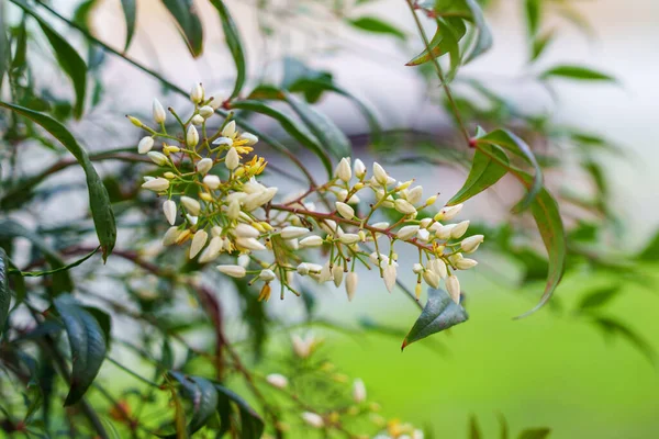 Flor Blanca Sin Abrir Brotes Arbusto Ornamental Otoñal Jardín — Foto de Stock