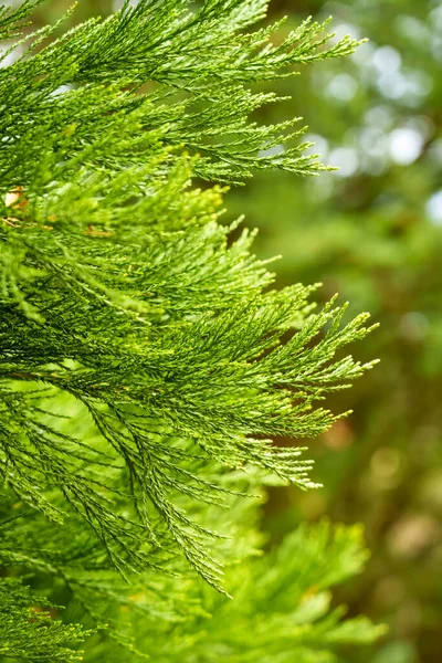 Свіже Вічнозелене Листя Туї Крупним Планом — стокове фото