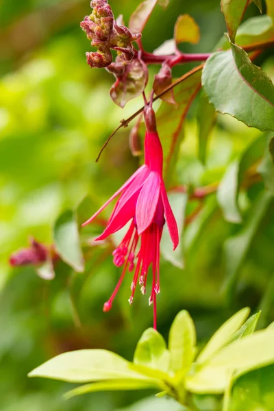 Florecientes Flores Color Rojo Fucsia Naturaleza Cerca — Foto de Stock