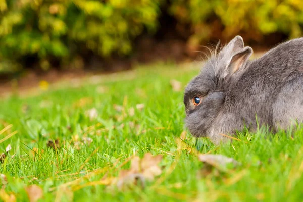 Молодой Серый Кролик Ест Зеленую Траву Лугу Серый Маленький Пасхальный — стоковое фото
