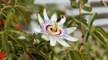 Passiflora caerulea meyvesi çiçeği yaklaş. Alternatif bitkisel ilaç bileşeni