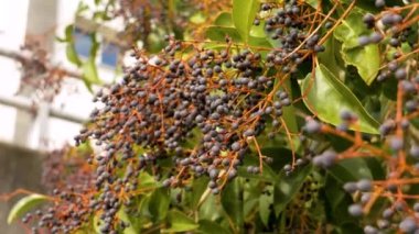Şehir süsleme bahçesinde parlak mahrem (Ligustrum lucidum) çilek demeti