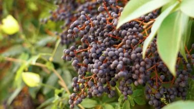 Ligustrum lucidum (Glossy privet) dutları kapanır