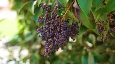 Şehir süs bahçesinde parlak mahrem (Ligustrum lucidum) çilek demeti