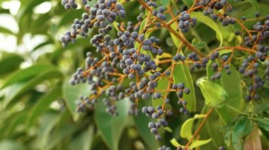 Süs bahçesinde parlak mahrem (Ligustrum lucidum) çilek demeti