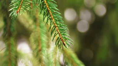 Doğadaki güzel Noel ağacı. Yeşil kozalaklı sulu iğneler vahşi doğada. Yakın plan.