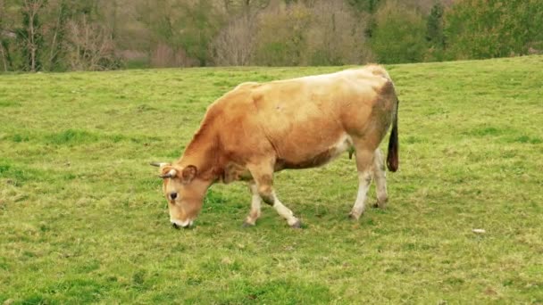 奶牛在牧场上咀嚼新鲜的青草 牧场草地上的牲畜 棕色家养动物 — 图库视频影像