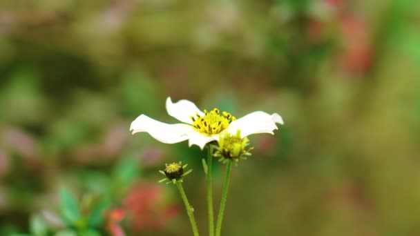 Gyönyörű Fehér Kozmosz Virág Sárga Pollen Kaptáron — Stock videók