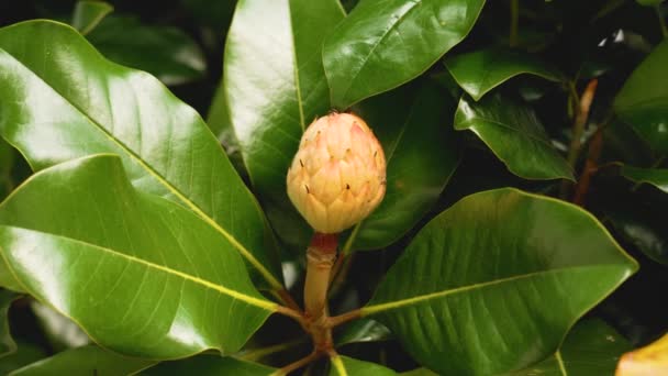Árbol Magnolia Fruta Forma Cono Exuberante Follaje Otoño Cerca — Vídeos de Stock