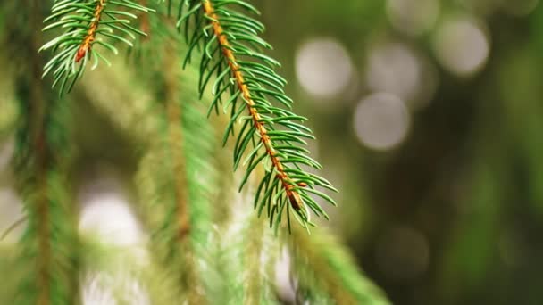 自然の中で美しいクリスマスツリー 緑の針葉樹多肉植物の針で野生のクローズアップ — ストック動画