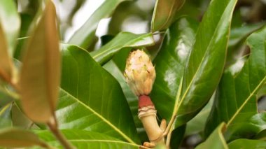 Dolgun yemyeşil yapraklı Magnolia ağacı meyveleri.