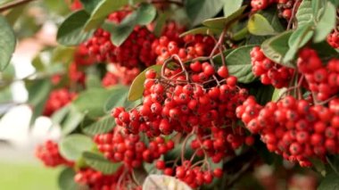 Kırmızı sonbahar Pyracantha çilek kümesi bir sonbahar çalılığında yakın plan
