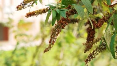 Bahçede solmuş sonbahar Buddleja veya Buddleia çiçekleri. Kurumuş sonbahar leylak çalısı