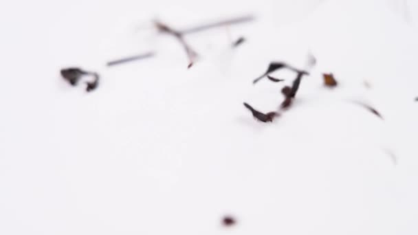 Fallen Trockene Schwarze Teeblätter Mit Thymiankraut Auf Weißem Hintergrund Zeitlupe — Stockvideo