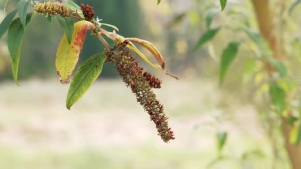 Uwięzione Kwiaty Liliowe Ogrodzie Wilted Butterfly Krzak Jesienna Roślina Buddleja — Wideo stockowe