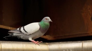 Şehir parkının korkuluklarında korkmuş bir güvercin.