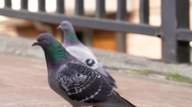 Şehrin caddesinde yürüyen ilginç bir güvercin.