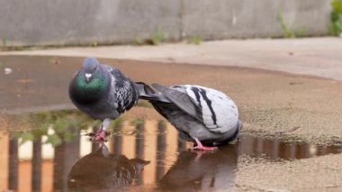Bir su birikintisinden su içen ve kaldırımda yürüyen sevimli şehir güvercinleri.
