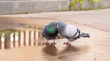 Sıradan gri güvercinlerin tutkulu öpücüğü. Romantik güvercin aşkı. Vahşi doğadaki hayvan çifti