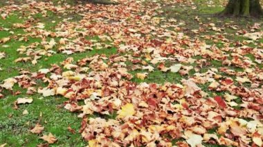 Parktaki çimlerin üzerinde düşen sonbahar yaprakları