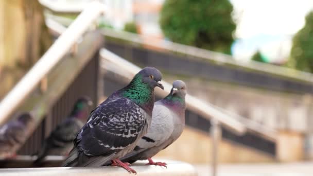 Family Couple Common Urban Gray Pigeons Sitting Handrail Street Park — Stock Video